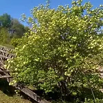 Bed & Breakfast La Mirabelle