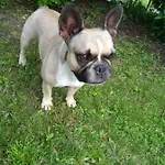 La Mirabelle Montazeau