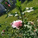 La Mirabelle Bed & Breakfast