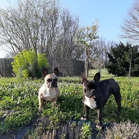 La Mirabelle Oda ve Kahvaltı 3*