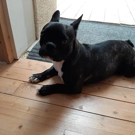 La Mirabelle Oda ve Kahvaltı 3*