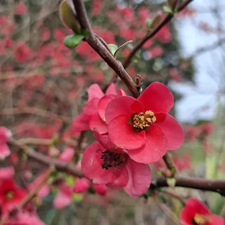 La Mirabelle 3*