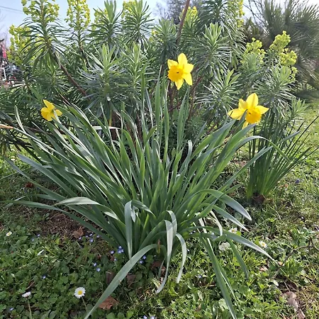 La Mirabelle