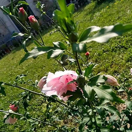Panzió La Mirabelle