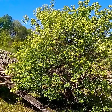 Panzió La Mirabelle