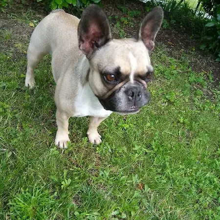 La Mirabelle Montazeau