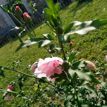 La Mirabelle Oda ve Kahvaltı