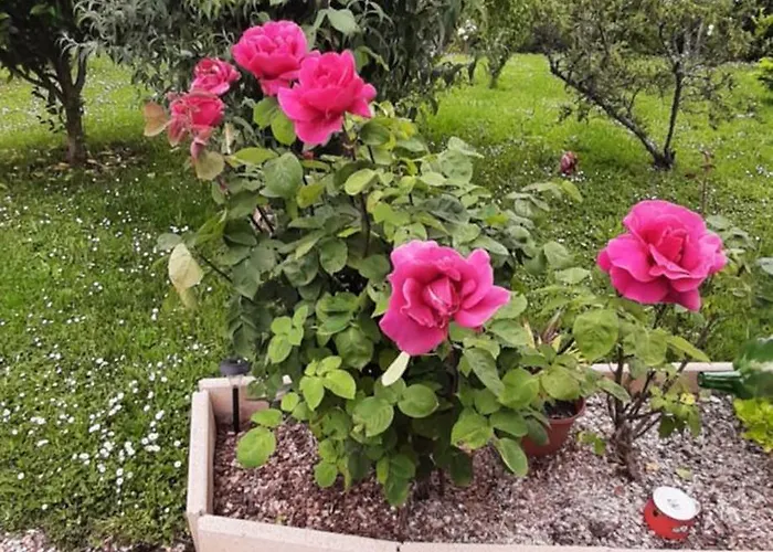 Bed & Breakfast La Mirabelle