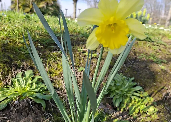 Bed & Breakfast La Mirabelle