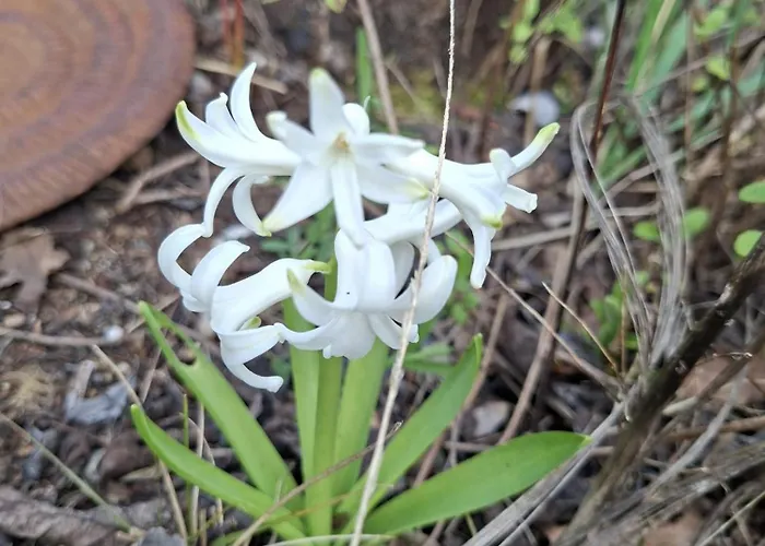 La Mirabelle Bed & Breakfast Montazeau