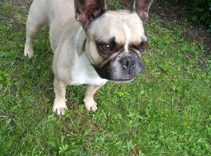 La Mirabelle Montazeau